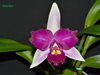 BRASSOLAELIOCATTLEYA HWA YUAN BEAUTY PEARL 